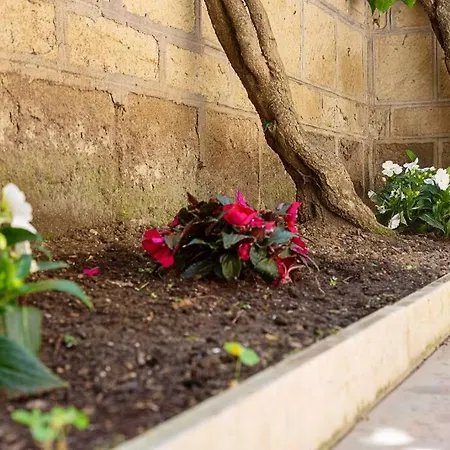 Piccolomini Vatican *